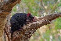 Dabel medvedovity - Sarcophilus harrisii - Tasmanian Devil o0015